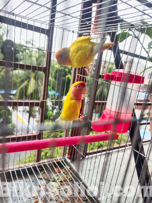 লাভ বার্ডস